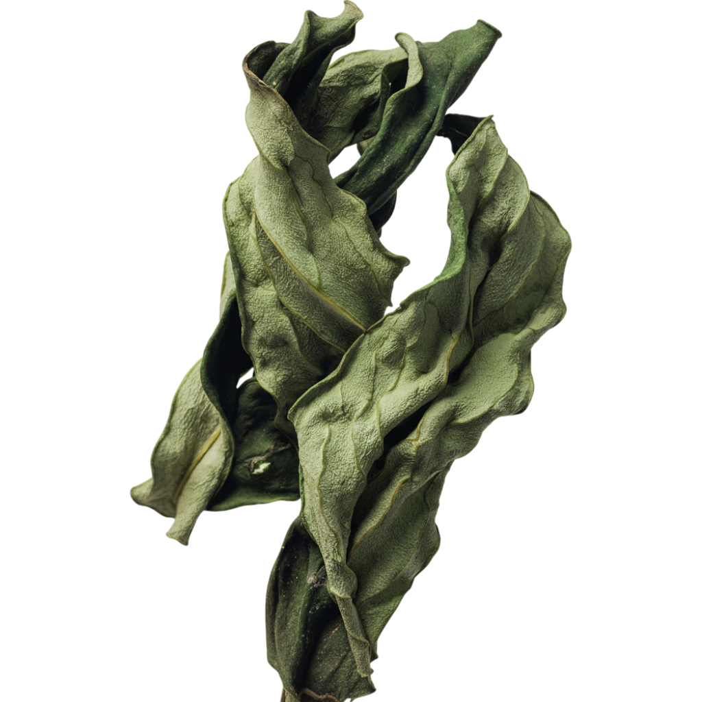 Close‑up of a twisted green botanical stem with textured, curled leaves isolated on a clean white background, highlighting natural ingredients for premium skincare and fragrance formulas.