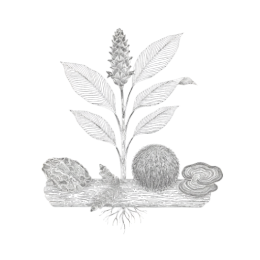 Detailed black‑and‑white botanical line illustration showing a flowering turmeric plant with tall leaves and a clustered bloom beside three whole mushrooms and a dense fibrous root system, isolated on a transparent background.