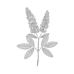 Minimal monochrome line illustration of Medicago sativa with two upright flower spikes and slender compound leaves, isolated on a transparent background.
