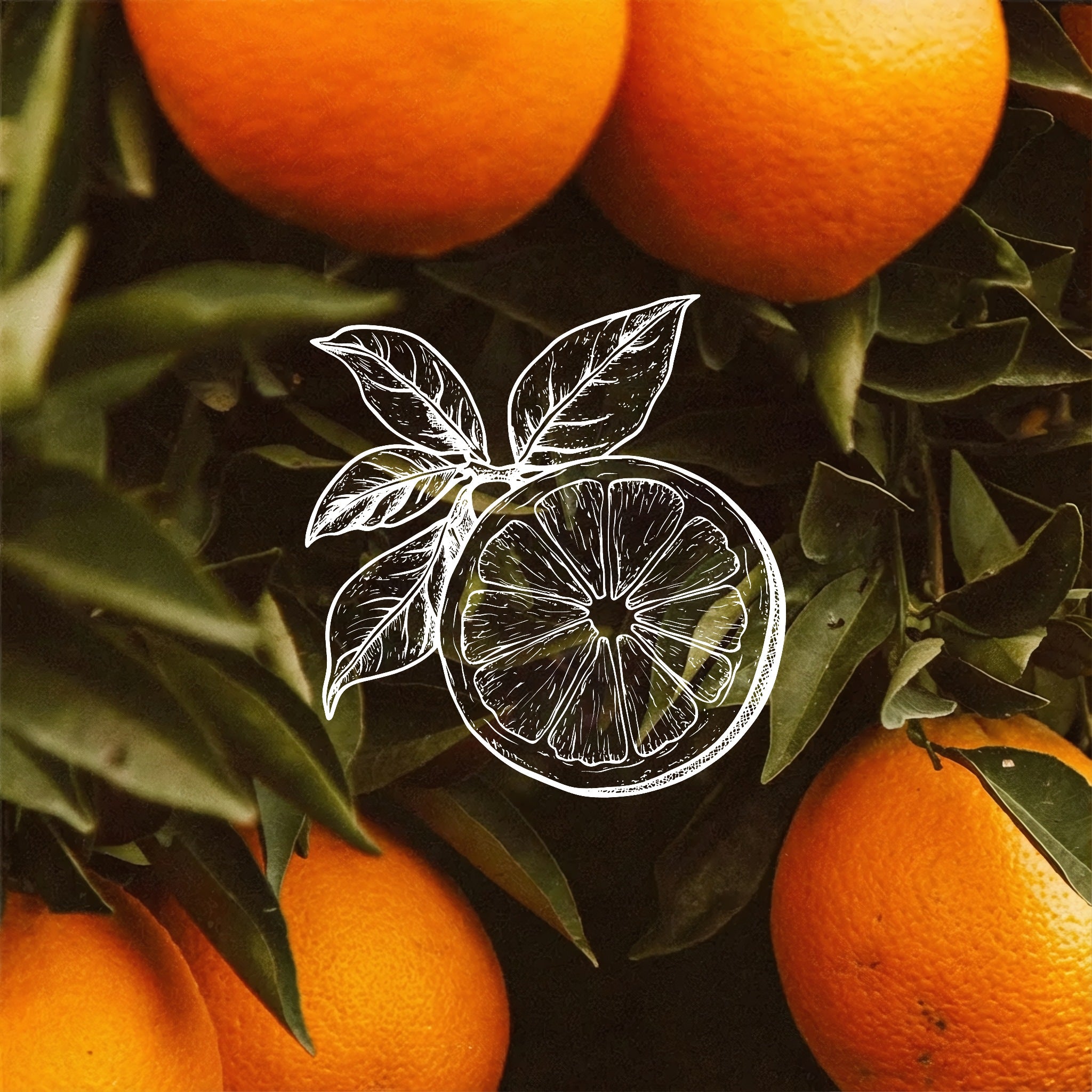 Sunlit orange trees with ripe fruit surround a white line drawing of a sliced citrus and leaves, representing stabilised vitamin C used in Allnord brightening, antioxidant‑rich serums and treatments.
