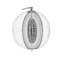Detailed black‑and‑white botanical drawing of a melon sliced lengthwise showing textured rind, central seed cavity, and a short stem, isolated on a transparent background.