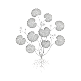 Fine black line illustration of Centella asiatica showing round scalloped leaves on slender stems with small buds and fibrous roots, isolated on a transparent background.​