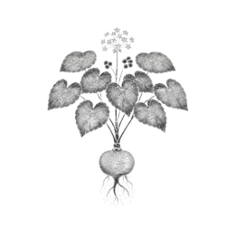 Monochrome botanical drawing of maca with heart‑shaped leaves, tiny star flowers, clustered berries, and a rounded turnip‑like root with fine rootlets, isolated on a transparent background.​