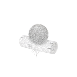 Minimal monochrome line illustration of a shaggy Lion’s Mane mushroom perched on a short log with fine root hairs below, isolated on a transparent background.